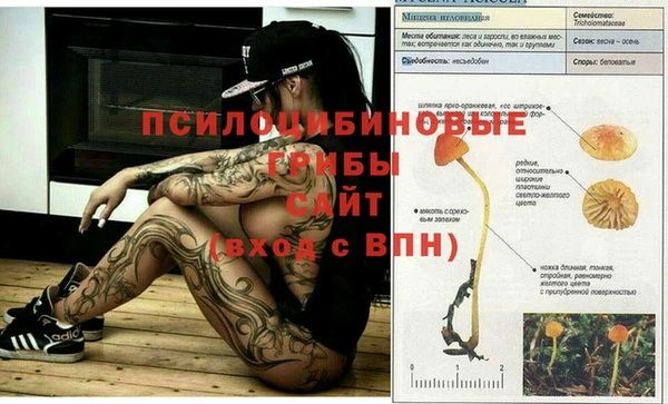 сатива Армянск